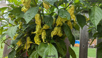 Primotalii - Pepper Seeds - White Hot Peppers